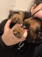 Red, a male Rottweiler for sale in Lansing, MI – Photo 4 of 5