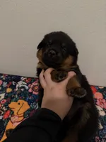 Red, a male Rottweiler for sale in Lansing, MI – Photo 5 of 5