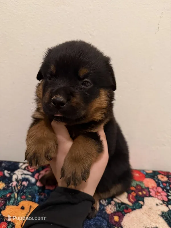Red – Rottweiler puppy for sale in Lansing, MI