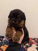 Red, a male Rottweiler for sale in Lansing, MI – Photo 1 of 5