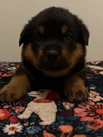 Blue, a male Rottweiler for sale in Lansing, MI – Photo 3 of 3