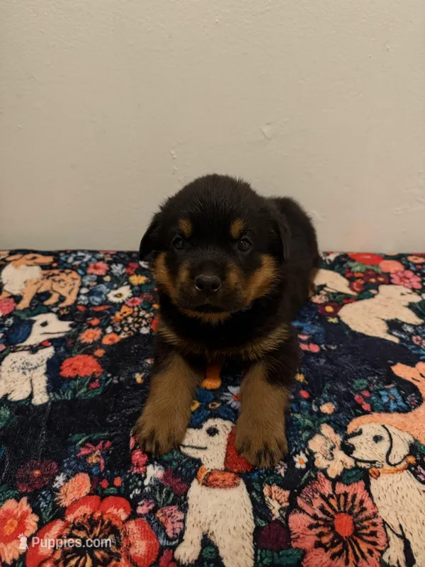 Blue – Rottweiler puppy for sale in Lansing, MI