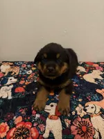Blue, a male Rottweiler for sale in Lansing, MI – Photo 2 of 3