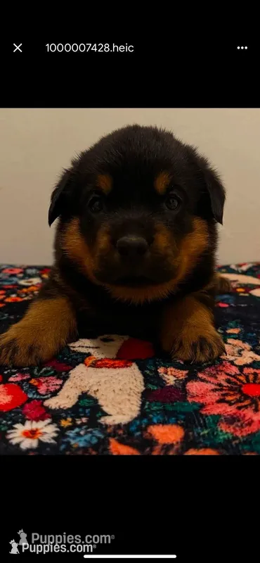 Blue – Rottweiler puppy for sale in Lansing, MI