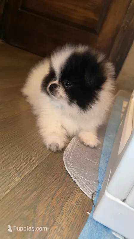 Bluie  – Pomeranian puppy for sale in Delano, CA