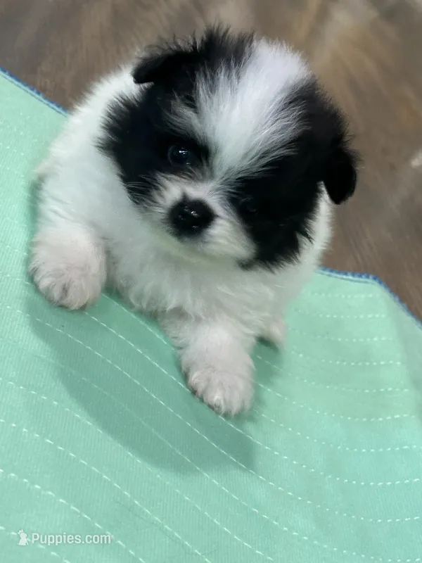 Bluie  – Pomeranian puppy for sale in Delano, CA