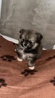 Riley, a female Pomeranian for sale in Delano, CA – 4 of 9