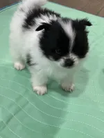 Rockie, a male Pomeranian for sale in Delano, CA – 6 of 6