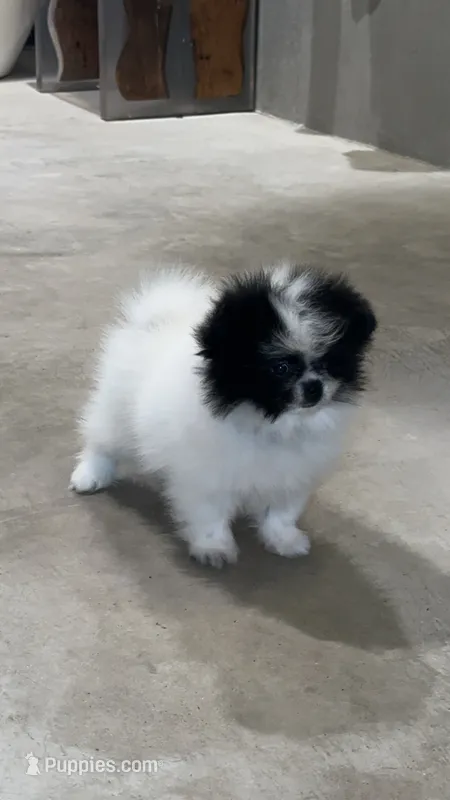 Bluie  – Pomeranian puppy for sale in Delano, CA