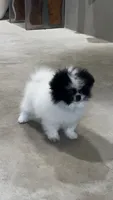 Bluie , a male Pomeranian for sale in Delano, CA – 1 of 7