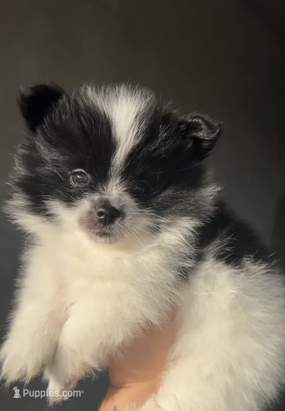Rockie – Pomeranian puppy for sale in Delano, CA