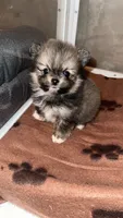 Riley, a female Pomeranian for sale in Delano, CA – 2 of 9