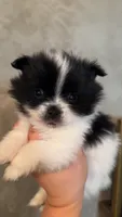 Rockie, a male Pomeranian for sale in Delano, CA – 2 of 6