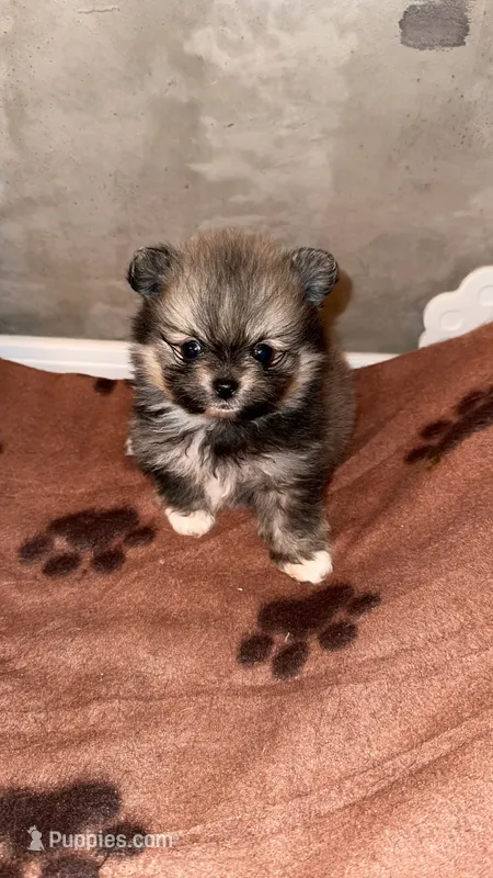 Riley – Pomeranian puppy for sale in Delano, CA