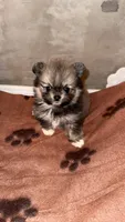 Riley, a female Pomeranian for sale in Delano, CA – 1 of 9