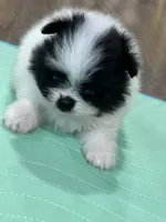 Bluie , a male Pomeranian for sale in Delano, CA – 3 of 3