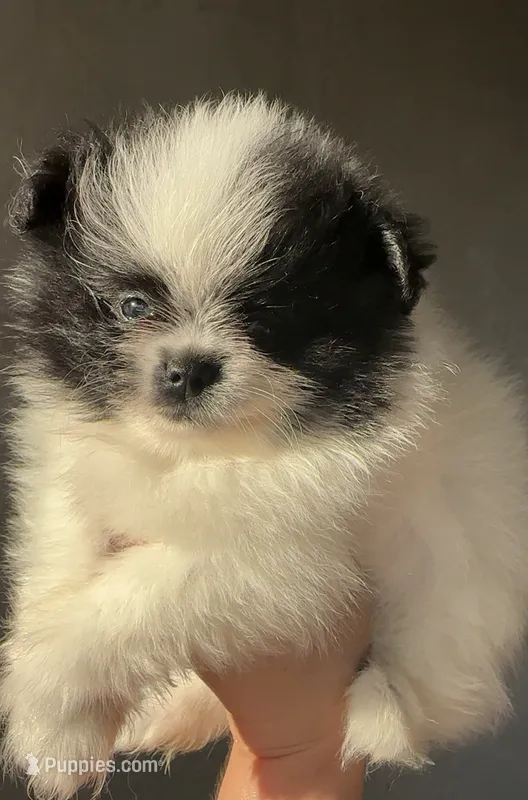 Bluie  – Pomeranian puppy for sale in Delano, CA