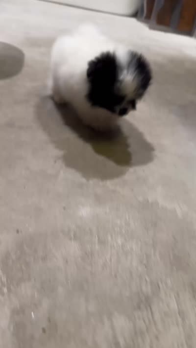 Bluie , a male Pomeranian for sale in Delano, CA – 4 of 7