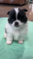 Rockie, a male Pomeranian for sale in Delano, CA – 3 of 6