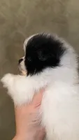 Bluie , a male Pomeranian for sale in Delano, CA – 7 of 7