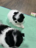 Bluie , a male Pomeranian for sale in Delano, CA – 2 of 3