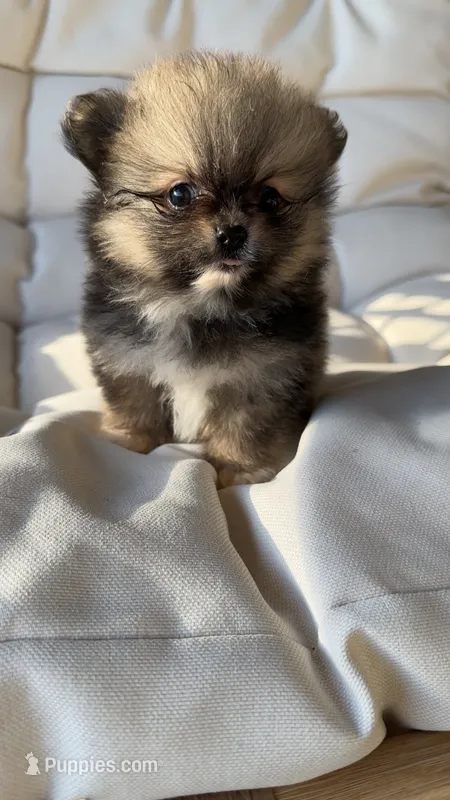 Riley – Pomeranian puppy for sale in Delano, CA