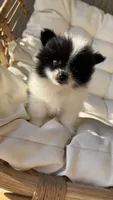Rockie, a male Pomeranian for sale in Delano, CA – 6 of 6