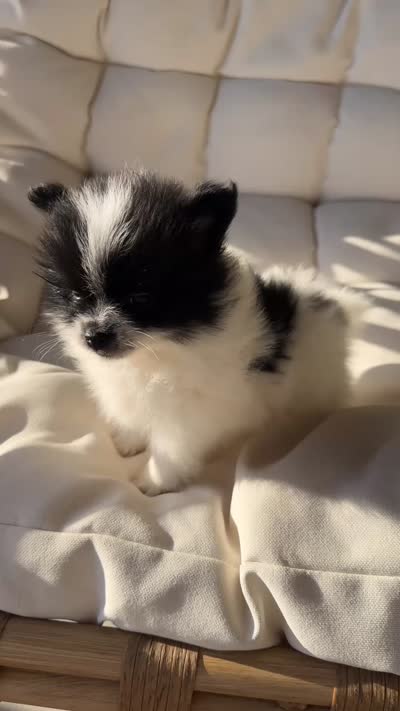 Rockie, a male Pomeranian for sale in Delano, CA – 5 of 6