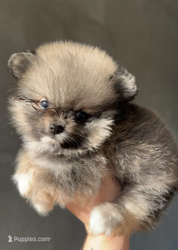 Riley – Pomeranian puppy for sale in Delano, CA