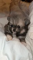 Riley, a female Pomeranian for sale in Delano, CA – 7 of 9