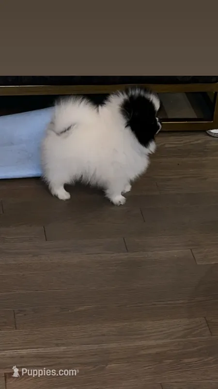 Bluie  – Pomeranian puppy for sale in Delano, CA