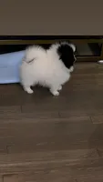 Bluie , a male Pomeranian for sale in Delano, CA – 2 of 7