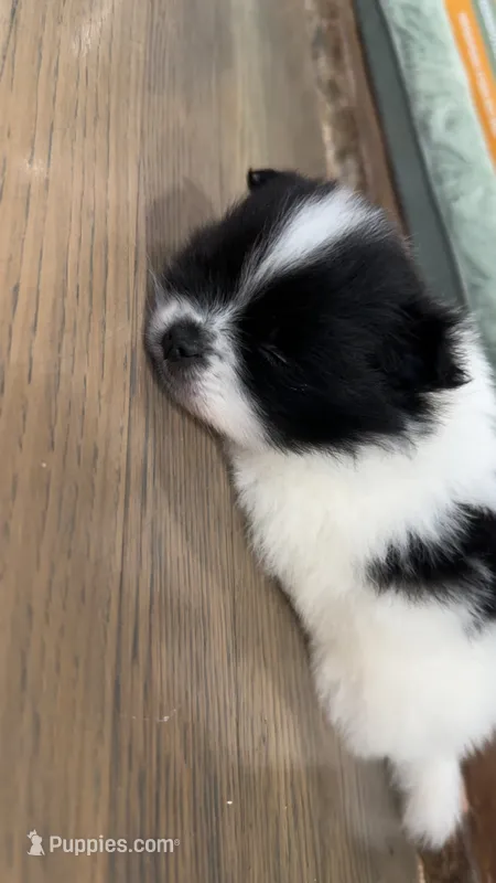 Rockie – Pomeranian puppy for sale in Delano, CA
