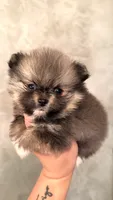 Riley, a female Pomeranian for sale in Delano, CA – 6 of 9