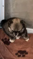 Riley, a female Pomeranian for sale in Delano, CA – 3 of 9