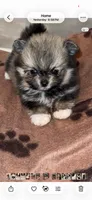 Riley, a female Pomeranian for sale in Delano, CA – 9 of 9