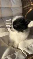 Rockie, a male Pomeranian for sale in Delano, CA – 4 of 6
