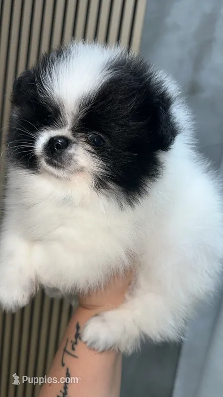 Bluie  – Pomeranian puppy for sale in Delano, CA