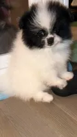 Bluie , a male Pomeranian for sale in Delano, CA – 6 of 7