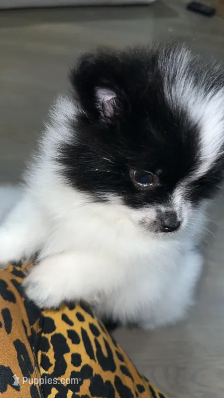 Rockie – Pomeranian puppy for sale in Delano, CA