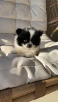 Rockie, a male Pomeranian for sale in Delano, CA – 3 of 6