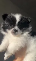 Rockie, a male Pomeranian for sale in Delano, CA – 2 of 6