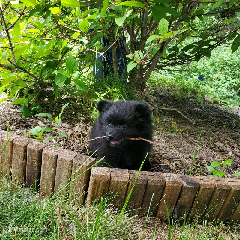 Kai – Pomeranian puppy for sale in Eau Claire, WI