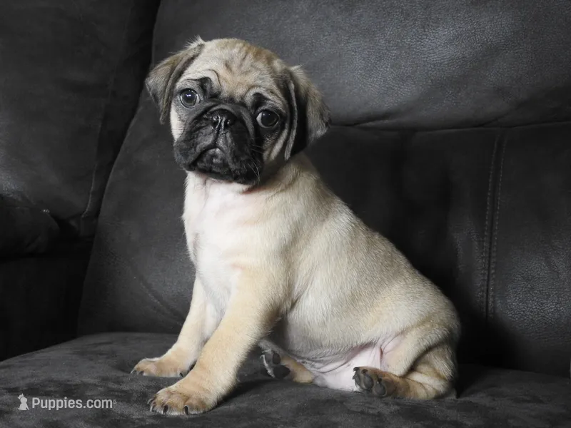 Max – Pug puppy for sale in Eau Claire, WI