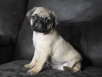 Max, a male Pug for sale in Eau Claire, WI – 1 of 3