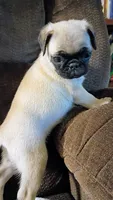 Sasha, a female Pug for sale in Eau Claire, WI – 3 of 5