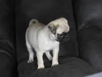 Sasha, a female Pug for sale in Eau Claire, WI – 2 of 5