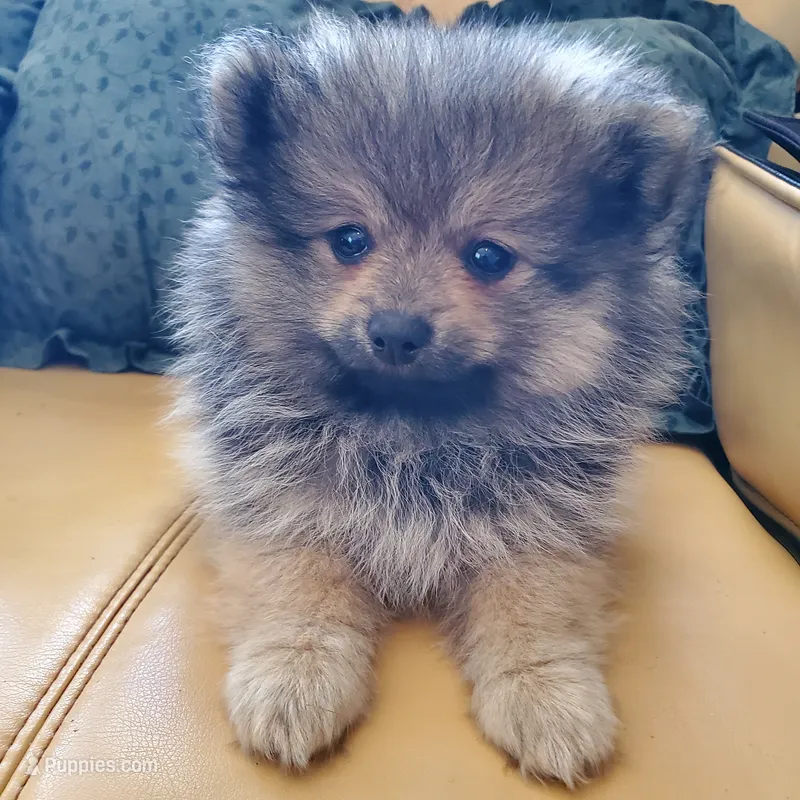 Kodiak – Pomeranian puppy for sale in Eau Claire, WI