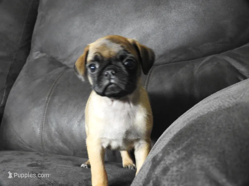 Melody – Pug puppy for sale in Eau Claire, WI