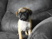 Melody, a female Pug for sale in Eau Claire, WI – 1 of 4